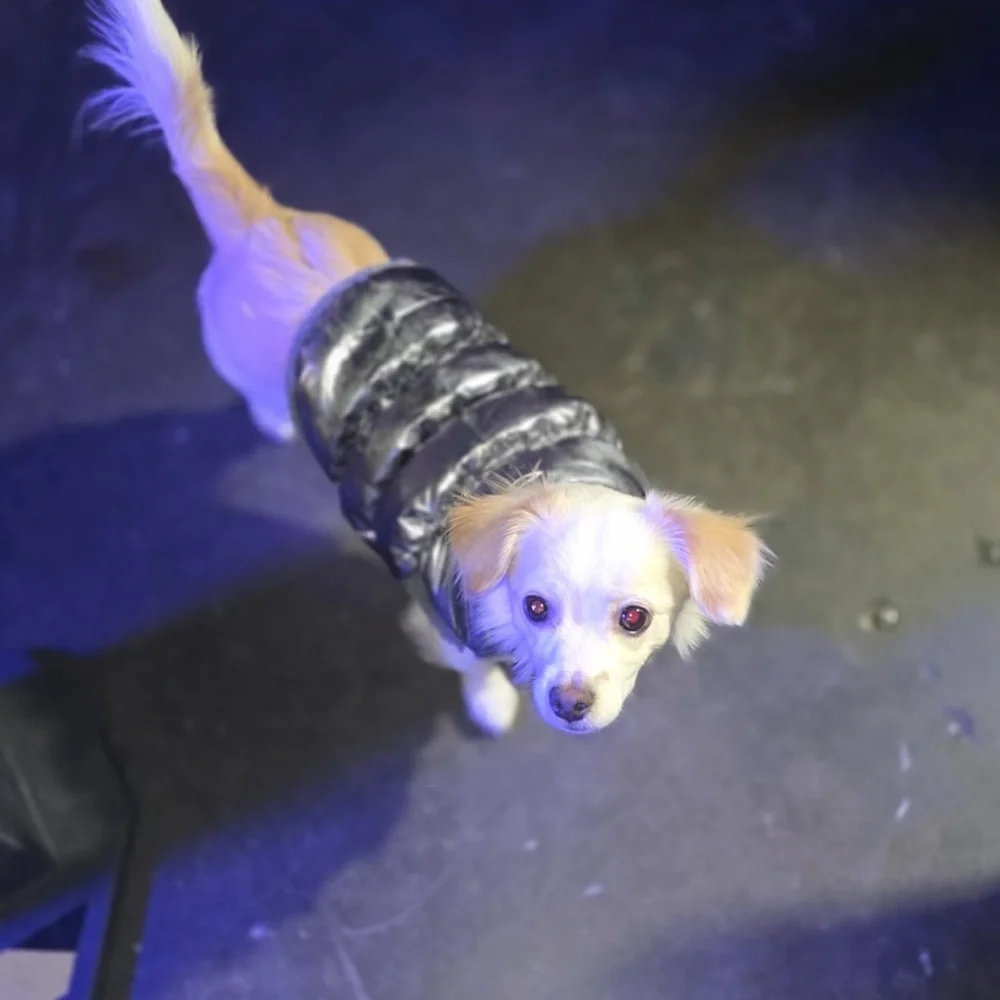 Silver Reflective Dog Coat Jacket Size M | Warm Winter Pet Vest